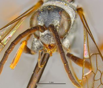 Media type: image;   Entomology 13629 Aspect: head frontal view